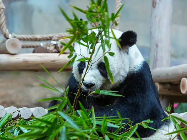 China in Spring The Cute Giant Panda